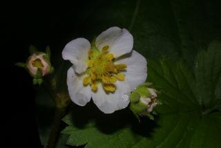 Fragaria virginiana, inflorescence - frontal view of flower