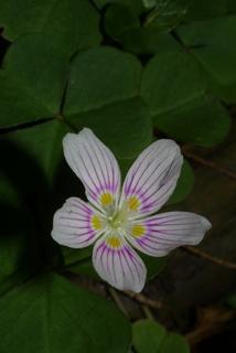 Oxalis montana, inflorescence - frontal view of flower
