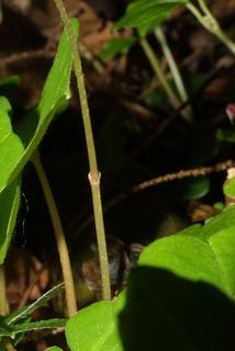 Oxalis montana, stem - showing leaf bases