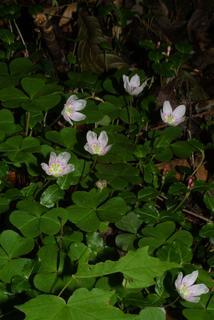 Oxalis montana, whole plant - in flower - general view