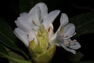 Rhododendron maximum, inflorescence - lateral view of flower