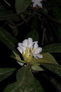 Rhododendron maximum, inflorescence - whole - unspecified