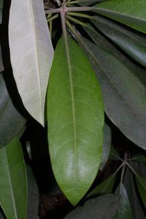 Rhododendron maximum, leaf - whole upper surface