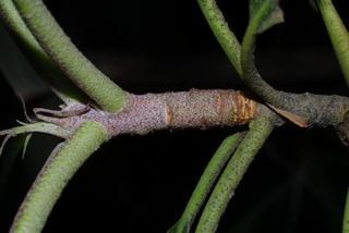 Rhododendron maximum, twig - orientation of petioles