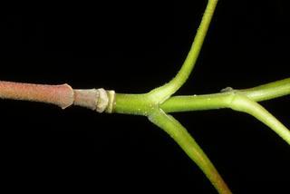 Acer spicatum, twig - orientation of petioles