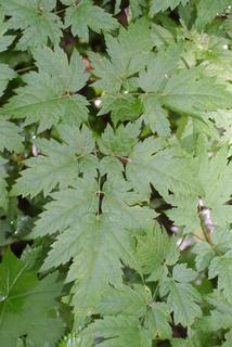 Cimicifuga racemosa, leaf - basal or on lower stem