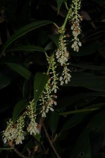 Leucothoe fontanesiana, inflorescence - whole - unspecified