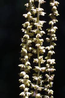 Betula alleghaniensis, inflorescence - lateral view of flower