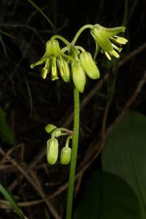 Clintonia borealis, inflorescence - whole - unspecified