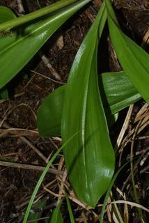 Clintonia borealis, leaf - basal or on lower stem