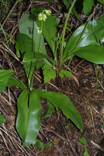 Clintonia borealis, whole plant - in flower - general view