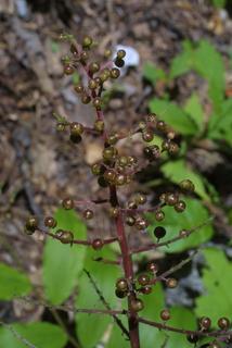 Maianthemum racemosum, fruit - juvenile