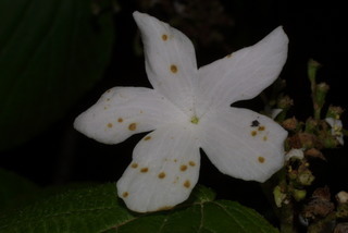 Viburnum lantanoides, inflorescence - frontal view of flower