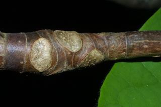 Magnolia tripetala, twig - close-up winter leaf scar/bud