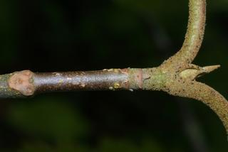 Viburnum lantanoides, twig - close-up winter leaf scar/bud