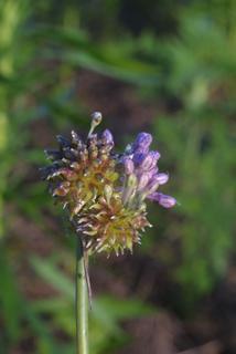 Allium vineale, inflorescence - whole - unspecified