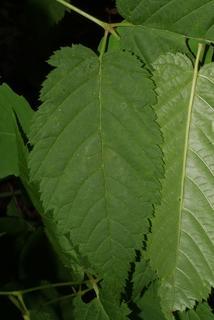 Aruncus dioicus, leaf - whole upper surface