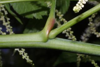 Aruncus dioicus, twig - orientation of petioles