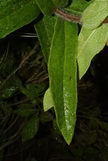 Asclepias tuberosa, leaf - basal or on lower stem