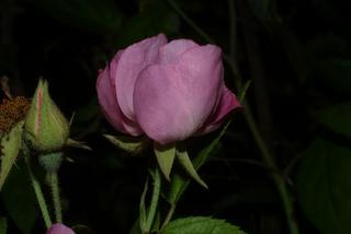 Rosa setigera, inflorescence - lateral view of flower