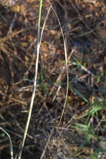 Allium vineale, leaf - basal or on lower stem