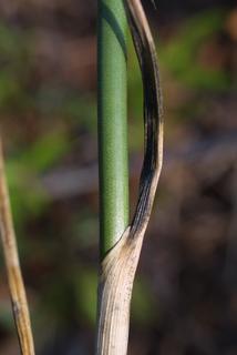 Allium vineale, stem - showing leaf bases