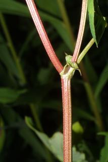 Trifolium hybridum, stem - showing leaf bases