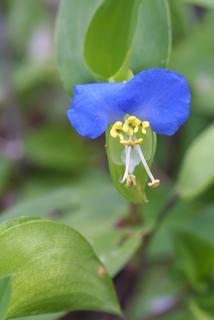 Commelina communis, inflorescence - frontal view of flower