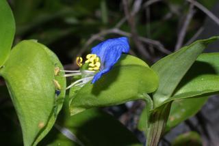 Commelina communis, inflorescence - lateral view of flower