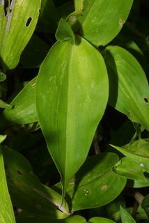 Commelina communis, leaf - basal or on lower stem