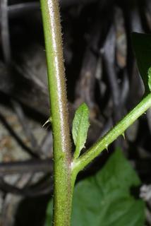 Solanum carolinense, stem - showing leaf bases