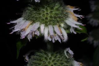 Blephilia ciliata, inflorescence - frontal view of flower
