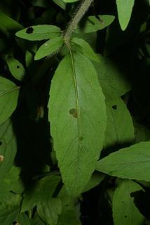 Blephilia ciliata, leaf - basal or on lower stem
