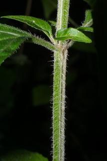 Blephilia ciliata, stem - showing leaf bases