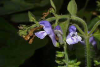 Scutellaria ovata, inflorescence - frontal view of flower