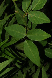 Desmodium perplexum, leaf - basal or on lower stem