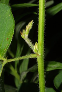 Desmodium perplexum, stem - showing leaf bases
