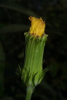 Pyrrhopappus carolinianus, inflorescence - lateral view of flower