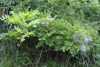 Wisteria sinensis, whole tree or vine - general