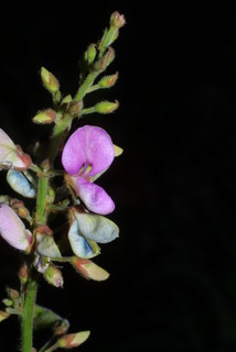Desmodium perplexum, inflorescence - lateral view of flower