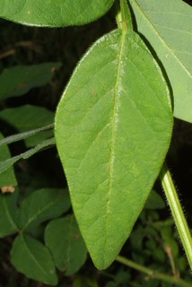 Desmodium perplexum, leaf - unspecified