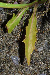 Pyrrhopappus carolinianus, leaf - basal or on lower stem