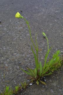 Pyrrhopappus carolinianus, whole plant - in flower - general view