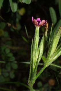 Dianthus armeria, inflorescence - lateral view of flower