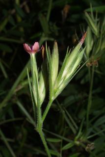 Dianthus armeria, inflorescence - whole - unspecified