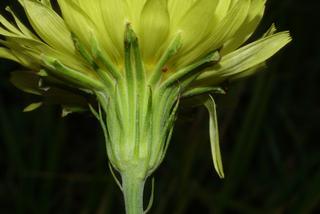 Pyrrhopappus carolinianus, inflorescence - ventral view of flower + perianth