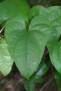 Dioscorea polystachya, leaf - basal or on lower stem