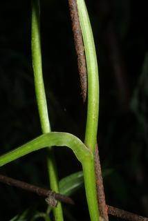 Dioscorea polystachya, stem - showing leaf bases