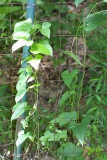 Dioscorea polystachya, whole plant - juvenile
