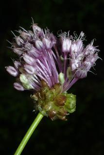 Allium vineale, inflorescence - whole - unspecified